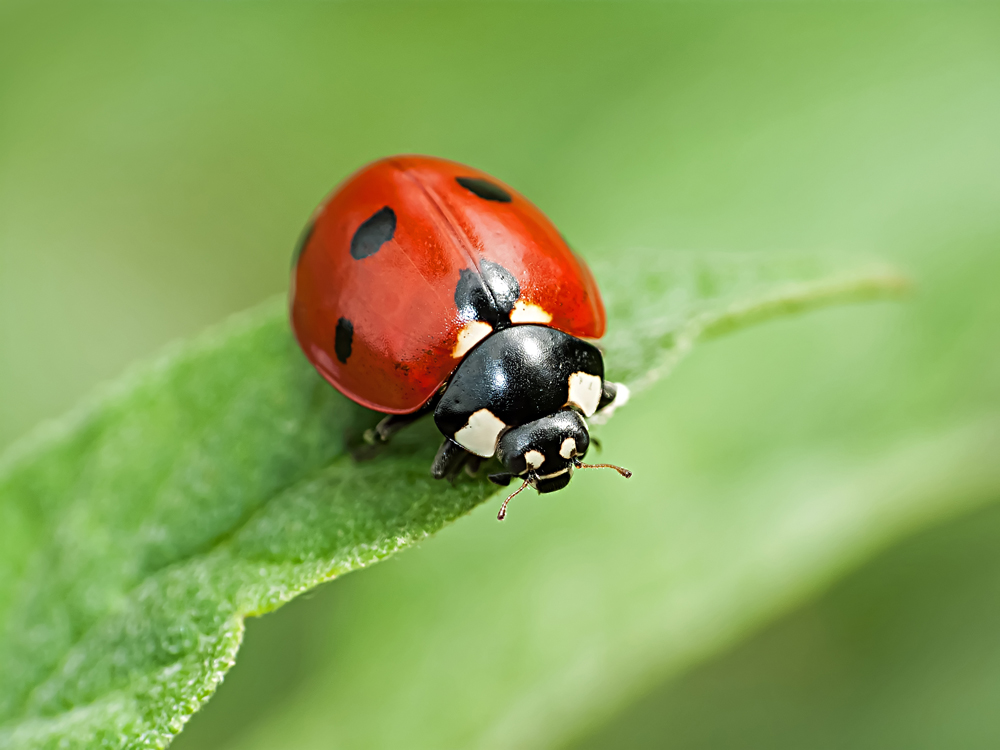 lotta biologica integrata