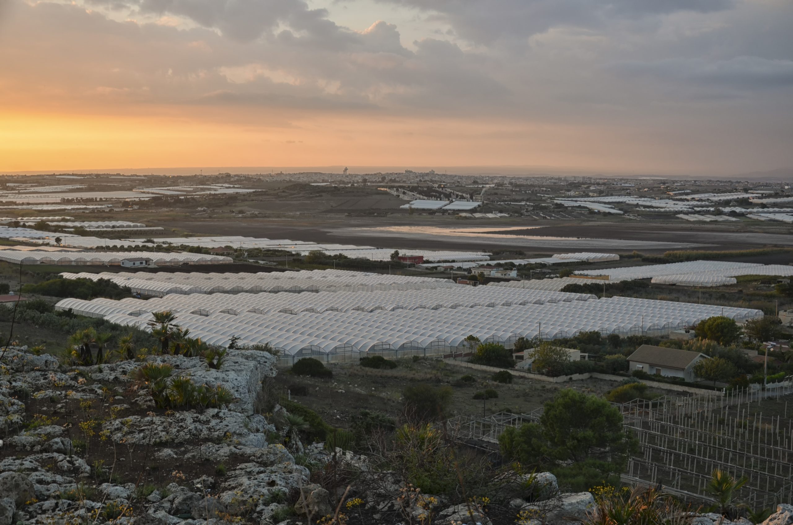 Greenhouses of tomatoes